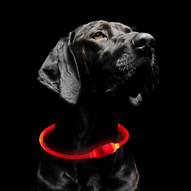 🐶 LED Dog Collar – USB Rechargeable, Waterproof & Adjustable