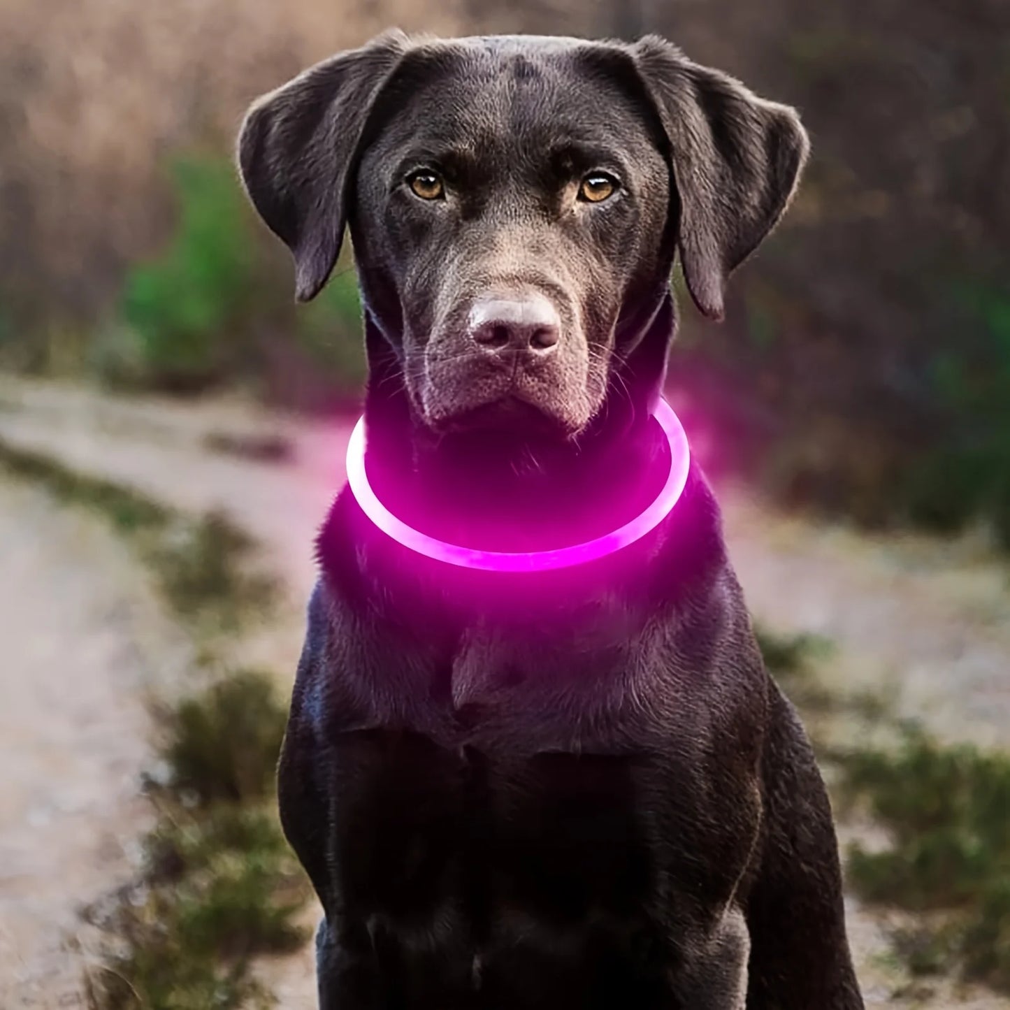 🐶 LED Dog Collar – USB Rechargeable, Waterproof & Adjustable