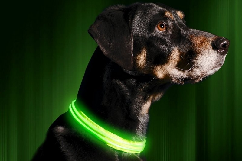 🐶 LED Dog Collar – USB Rechargeable, Waterproof & Adjustable